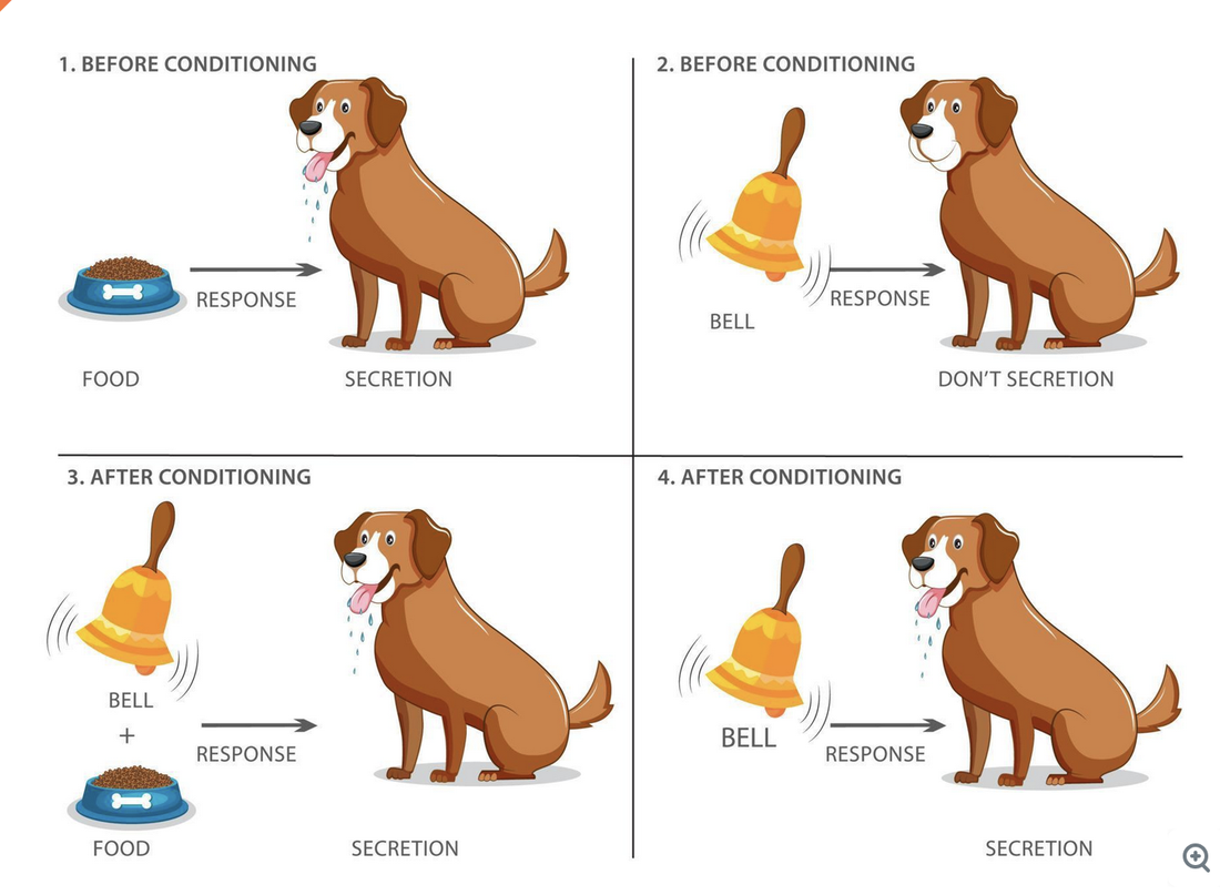 Perro de Pavlov: antes, durante y después del condicionamiento