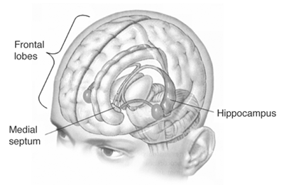 Hipocampo y septum medial