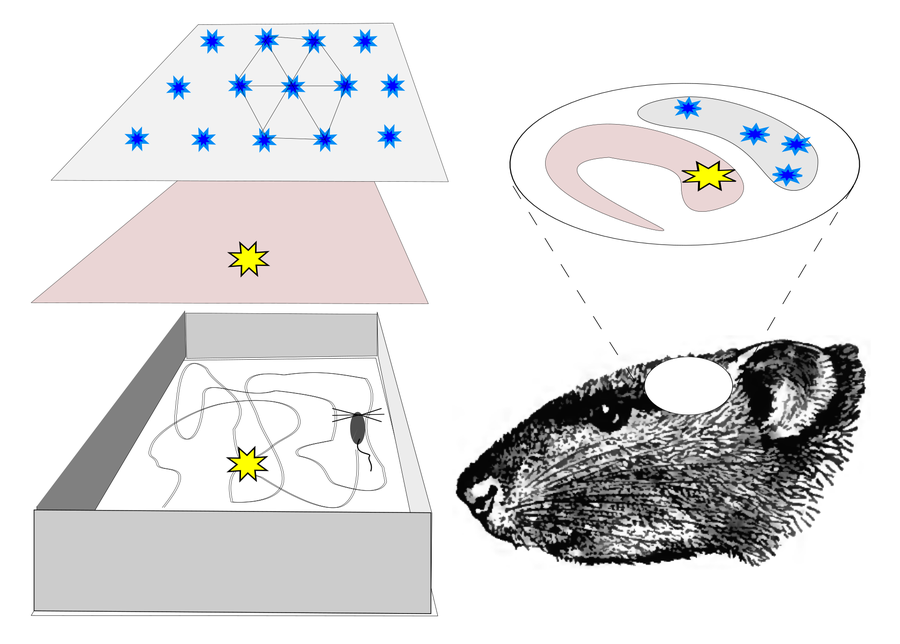 Grid cells y place cells