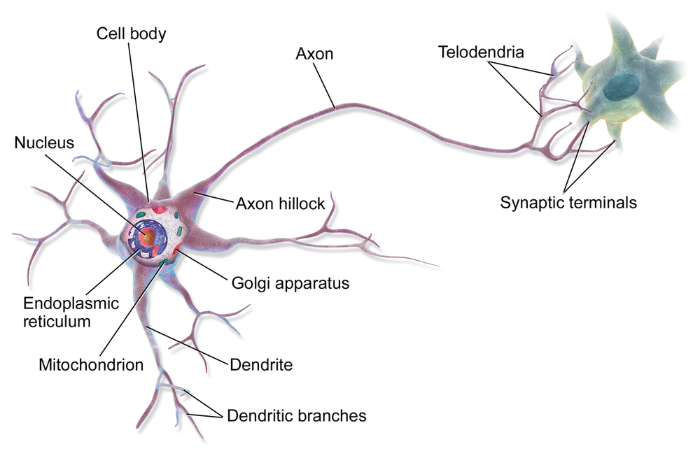 Anatomía de una neurona