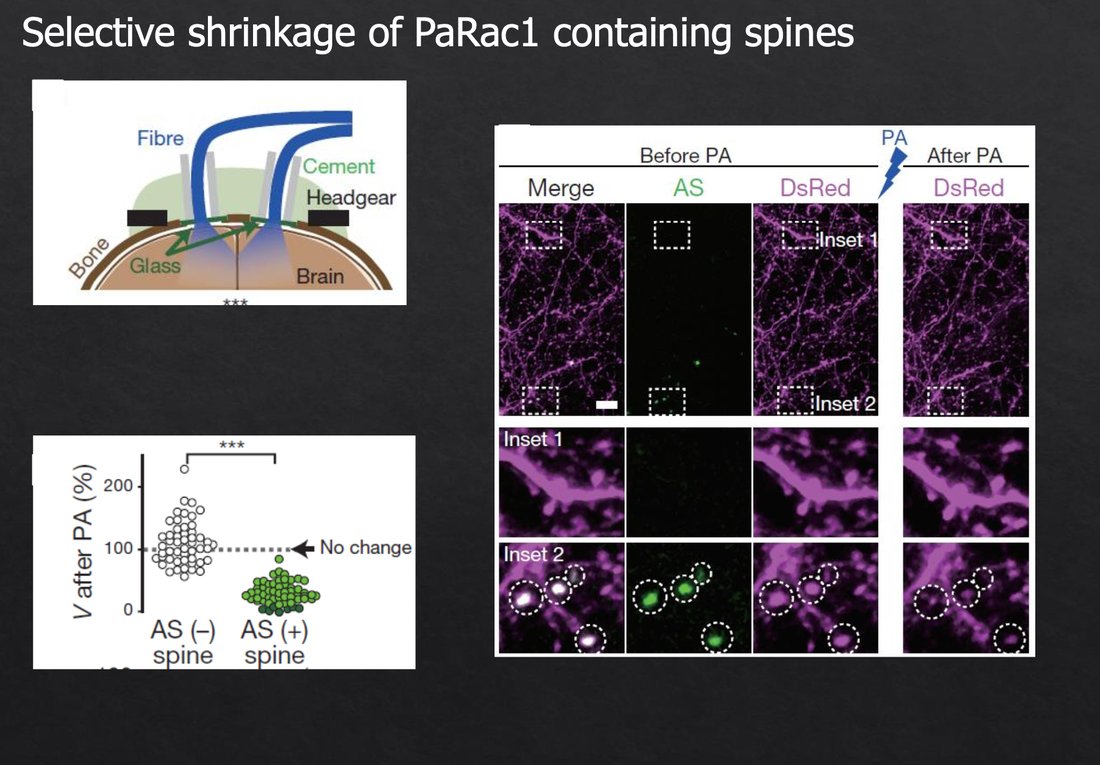 Encogimiento selectivo de espinas con PaRac1