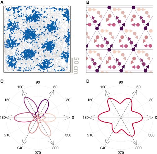 Grid cells y mapas