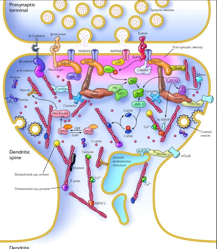 Maquinaria molecular de la espina dendrítica