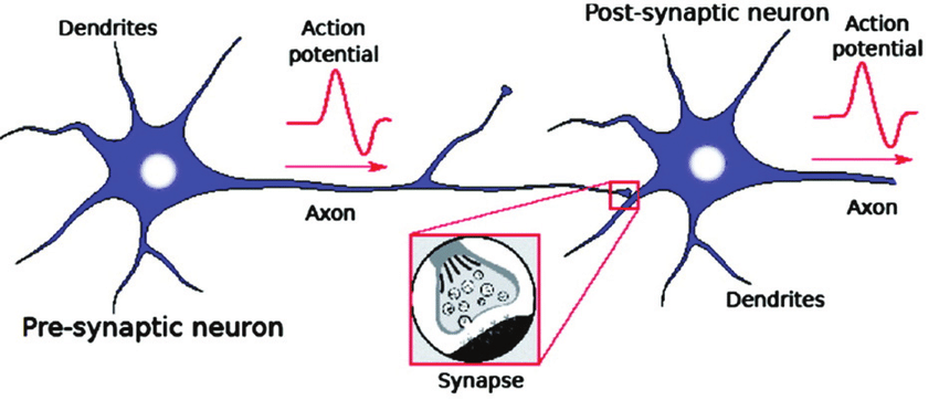 Neurona presináptica y postsináptica