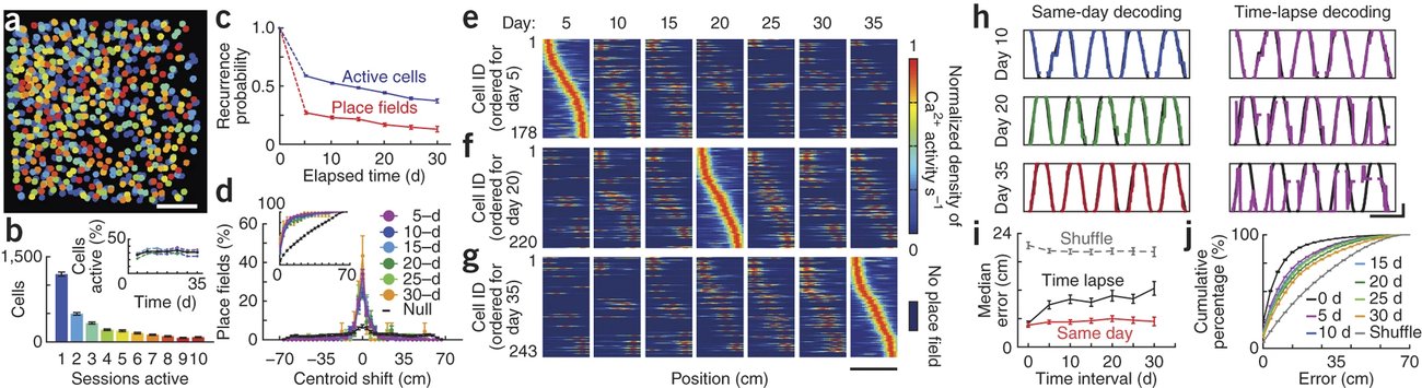 Dinámica a largo plazo de los códigos de lugar en CA1 (Ziv et al. 2013)